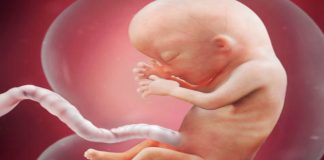 baby grow up in womb