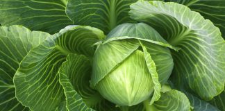 thực phẩm bổ sung nước cho da 