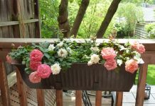 Cách chăm sóc đơn giản để có vườn hồng ngọt ngào trên ban công