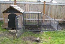 Những mẫu chuồng gà nhỏ xinh cho các hộ gia đình thời @