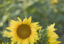 Hoa hướng dương và những điều thú vị mà bạn chưa biết Hoa hướng dương trong hộp sơn đầy thú vị