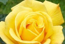 Những loại hoa hồng có hương thơm lôi cuốn nhất