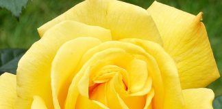 Những loại hoa hồng có hương thơm lôi cuốn nhất