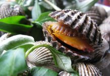 Mẹo chọn mua và làm sạch ngao, sò, ốc cực hay