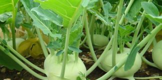 Thực đơn giảm cân từ su hào càng ăn càng gầy