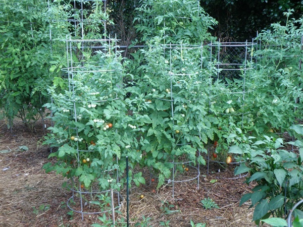 Hướng dẫn trồng cà chua 16