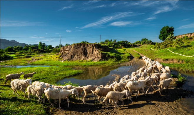 Trải nghiệm cuộc sống du mục tại “xứ cừu” Ninh Thuận