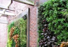 Các ý tưởng trồng cây thủy sinh độc đáo cho nhà và vườn