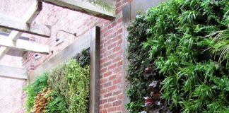 Các ý tưởng trồng cây thủy sinh độc đáo cho nhà và vườn