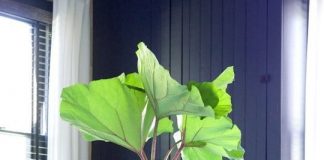 7 cách làm mới bàn ăn nhà bạn 1