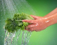 T983zn_5214_chamecuacon