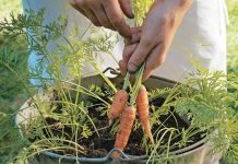 Dễ như trồng cà rốt trong thùng xốp