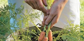 Dễ như trồng cà rốt trong thùng xốp