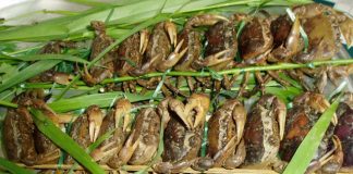 món ngon đãi khách