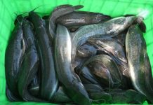 Món ăn ngon, bài thuốc quý từ cá trê