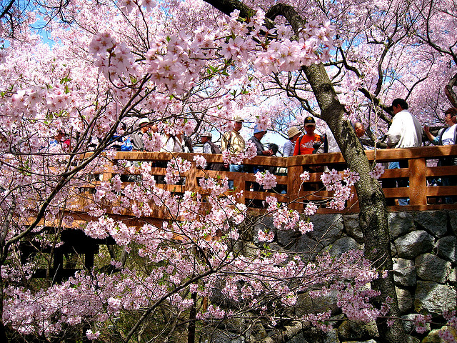 Đi Nhật Bản ngắm hoa anh đào vào tháng 3