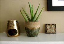 Mang không khí “Thiền” vào nhà với 10 loại cây xanh