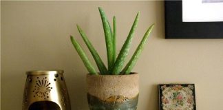 Mang không khí “Thiền” vào nhà với 10 loại cây xanh