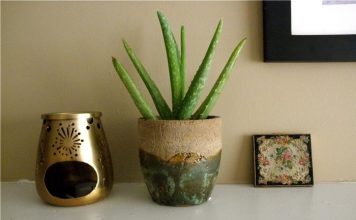 Mang không khí “Thiền” vào nhà với 10 loại cây xanh