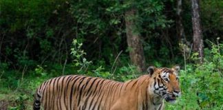 Chú hổ sở hữu cơ bắp hàng triệu chàng trai mơ ước