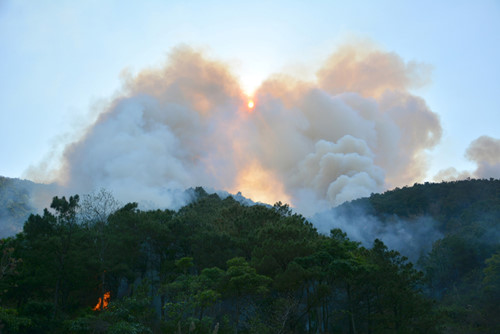 Cháy lớn rừng thông gần 20 năm tuổi trên đèo Mang Yang 2