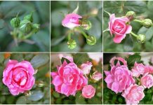 Trồng hoa hồng tô điểm cho không gian thêm lãng mạn Cách trồng hoa hồng bằng khoai tây tưởng đùa mà thật 12