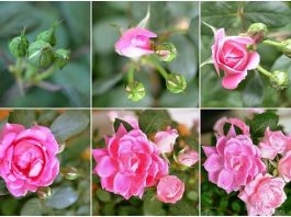 Cách trồng hoa hồng bằng khoai tây tưởng đùa mà thật 12