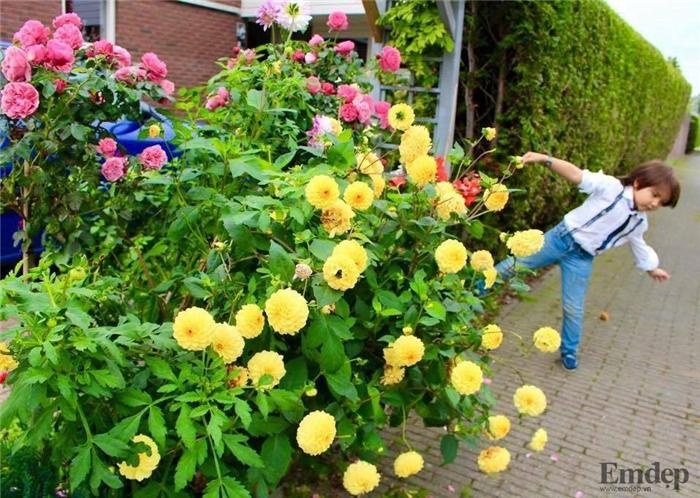 Choáng ngợp trước vườn hoa đẹp như cổ tích của mẹ Việt ở Hà Lan