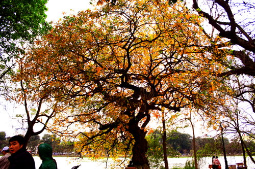 Cảnh sắc tuyệt đẹp mùa Lộc Vừng thay lá tại Hà Nội