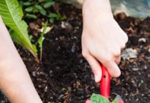 8 cách tự nhiên để tiêu diệt cỏ dại trong vườn