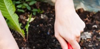 8 cách tự nhiên để tiêu diệt cỏ dại trong vườn