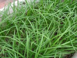 7 loại rau thơm trồng trong nhà khiến hàng xóm phải ghen tị