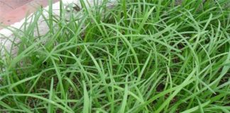 7 loại rau thơm trồng trong nhà khiến hàng xóm phải ghen tị