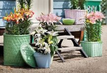 Chăm sóc hoa ly nở đẹp và bền suốt Tết Bính Thân