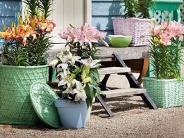 Chăm sóc hoa ly nở đẹp và bền suốt Tết Bính Thân