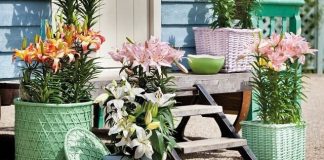 Chăm sóc hoa ly nở đẹp và bền suốt Tết Bính Thân