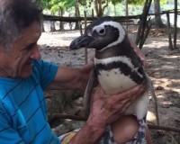 Cảm động chú chim cánh cụt vượt 8.000km mỗi năm về thăm ân nhân