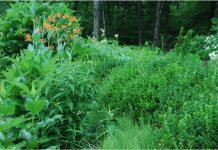 7 yếu tố để có một khu vườn rộng mang tính nghệ thuật cao