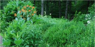 7 yếu tố để có một khu vườn rộng mang tính nghệ thuật cao