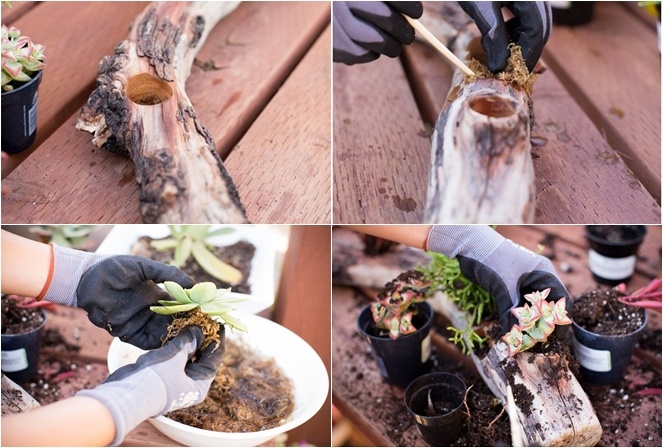 Đổi mới cho góc vườn với chậu cảnh trên thân cây gỗ khô