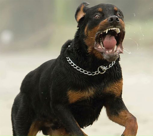 5 loài chó dữ có xu hướng cắn chủ nhiều nhất thế giới