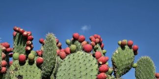 Kỳ lạ giảm cân bằng xương rồng