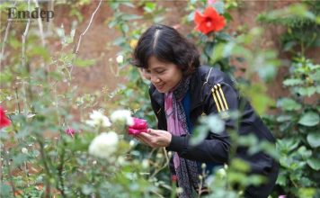 Kinh nghiệm trồng hồng cho người mới bắt đầu