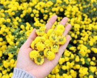 Hoa cúc “tiến vua” ở Hưng Yên rực vàng đón Tết