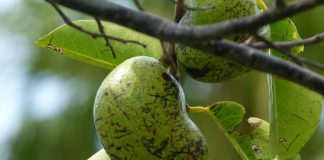 Cận cảnh loài cây kịch độc chỉ đứng cạnh thôi cũng mất mạng