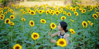 Cận cảnh vẻ đẹp của vườn hướng dương Đồng Nai thu hút giới trẻ