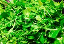 Rau bò khai trong ký ức tuổi thơ