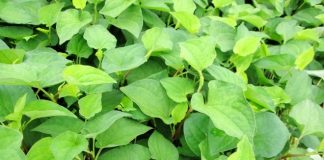 Rau diếp cá trị mụn trứng cá hiệu quả bất ngờ