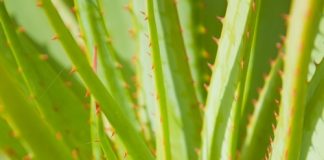 10 loại cây cảnh có tác dụng thanh lọc không khí trong nhà