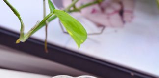 Chè nấm tuyết khoai lang tím ngon lành, mát bổ